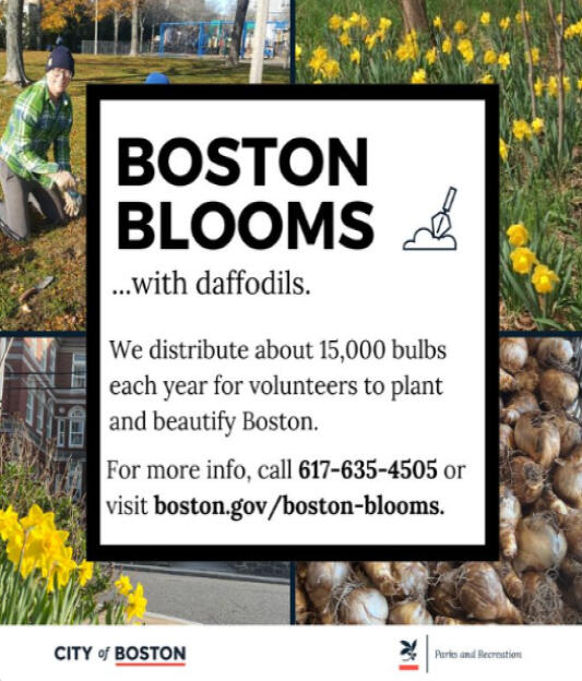 Our beautification initiative distributes roughly 15,000 daffodil bulbs every year to volunteers, to be planted on public ways across Boston.